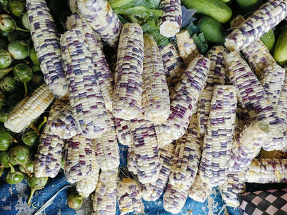 Premium White Purple Batik Waxy Corn Seeds (Zea mays ceratina) – Heirloom Sticky Variegated Corn Seeds for Planting (2,000+ Pcs)