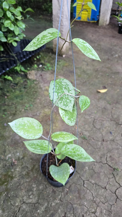 Rare Hoya Glabra Snowflake (Medium Size) - Premium Real Picture Exotic Tropical Wax Plant