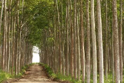 50+ Schizolobium amazonicum Seeds (Brazilian Fern Tree / Parica / Sengon Buto) – Premium Fast-Growing Timber & Agroforestry Seeds for Planting
