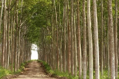 50+ Schizolobium amazonicum Seeds (Brazilian Fern Tree / Parica / Sengon Buto) – Premium Fast-Growing Timber & Agroforestry Seeds for Planting
