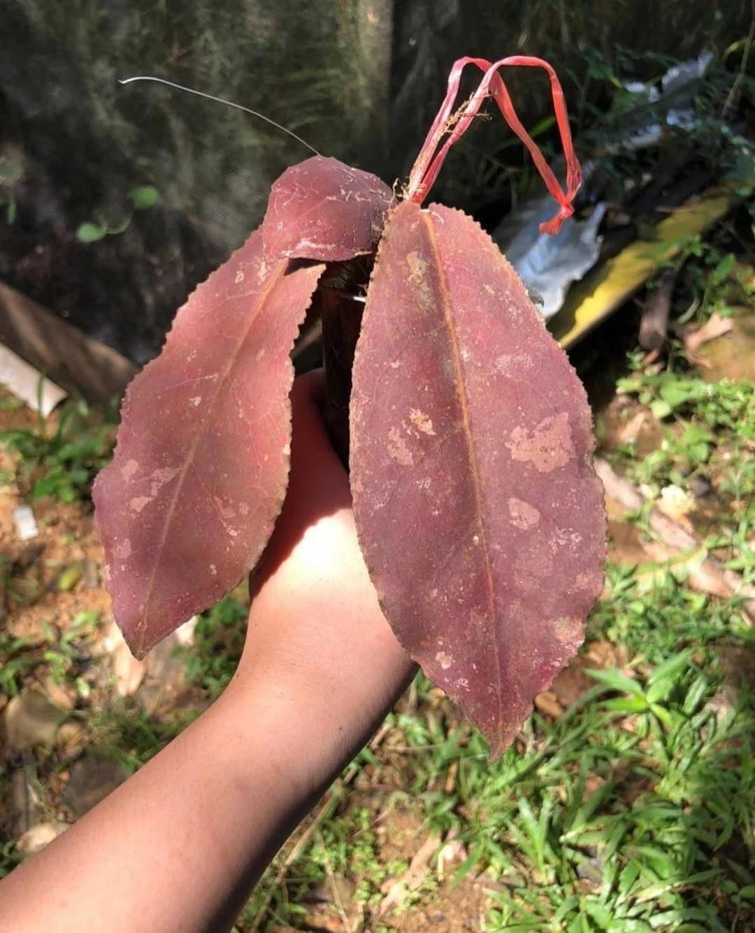 Rare Hoya Undulata Red Sp Borneo - Premium Prehistoric Exotic Tropical Wax Plant