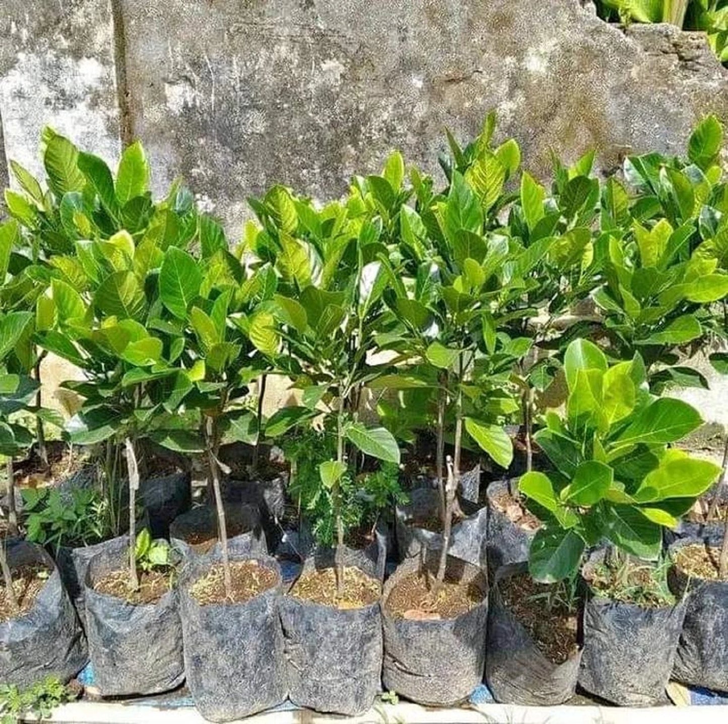 Fast Growing Mastura Jackfruit (Nangka Mastura) - Premium Grafted Tropical Fruit Tree