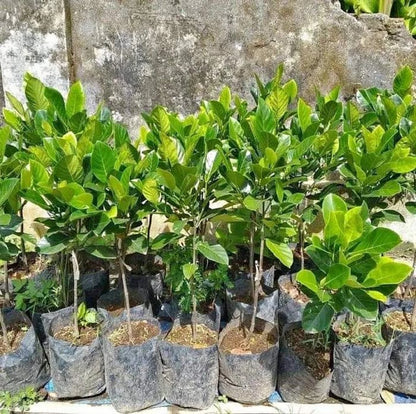 Fast Growing Mastura Jackfruit (Nangka Mastura) - Premium Grafted Tropical Fruit Tree