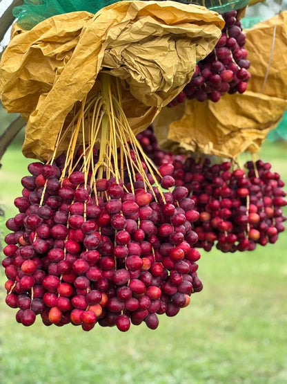 Red Barhi Date Palm Seeds (Phoenix dactylifera) – 35+ Premium Rare Sweet Red Date Seeds
