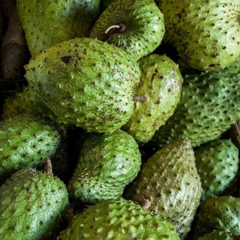 Guanabana Acida Soursop Seeds (Annona muricata 'Acida') – 100+ Premium Fresh Bold Tangy-Sweet Guanabana Acida Seeds