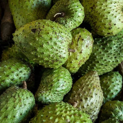 Guanabana Acida Soursop Seeds (Annona muricata 'Acida') – 100+ Premium Fresh Bold Tangy-Sweet Guanabana Acida Seeds