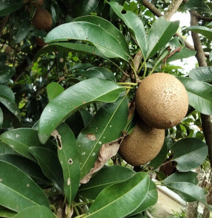 Premium Khun See Sapodilla Seeds (Manilkara zapota) – 35 Pcs Fresh Rare Exotic Sweet Chico Zapote Seeds for Planting