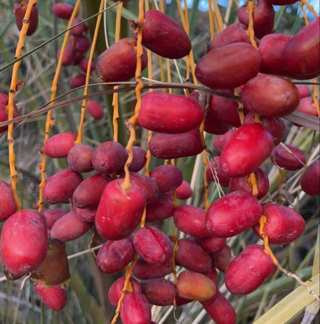 35+ Red Date Palm Seeds (Phoenix dactylifera Dwarf Type / Scarlet Date Palm) – Premium Exotic Fruit Tree & Ornamental Landscape Seeds for Planting