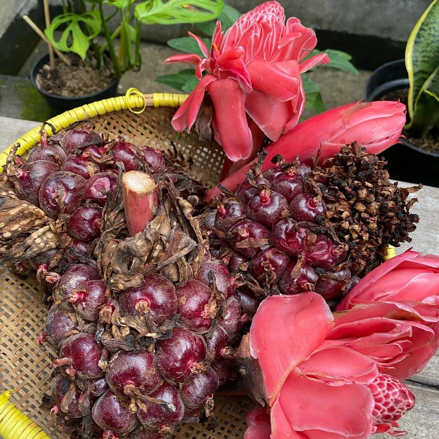 Pink Torch Ginger Seeds (300+ Bulk Seeds, Etlingera elatior) – Exotic Tropical Porcelain Rose / Giant Ginger Flower Seeds for Planting