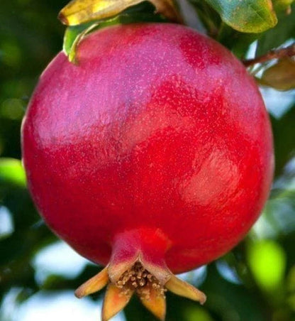 Rumi Pomegranate Seeds (Punica granatum) – 100 Premium Grenadine Seeds