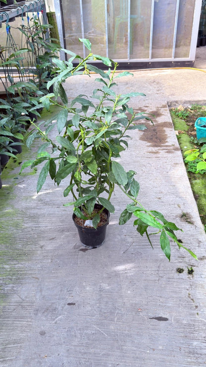 Large Hoya Decipulae Specimen - Rare Tropical Blooming Wax Plant