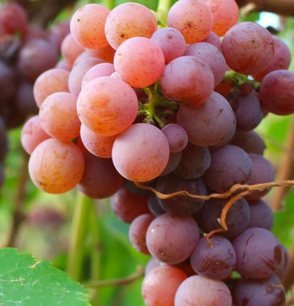Gewurztraminer Grape Seeds (Vitis vinifera var. Gewurztraminer / 100+ Aromatic Wine Grapevine Seeds) – Premium Exotic Botanical Specimen Plant Seeds for Planting