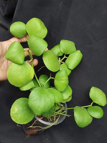 Hoya Kastbergii Live Plant (Hoya kastbergii) – Premium Rare Epiphytic Wax Plant Trailing Vine Specimen for Indoor & Outdoor Display