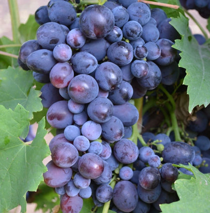 Concord Grape Seeds (Vitis labrusca) – 100 Pcs Premium Classic Deep Purple Table & Juice Grape Seeds