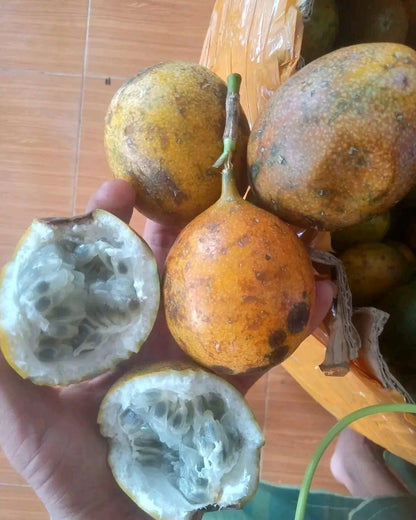 Konyal Passion Fruit Seeds (Passiflora edulis / 500+ Specialized Aromatic Vine Fruit Seeds) – Premium Exotic Botanical Specimen Plant Seeds for Planting