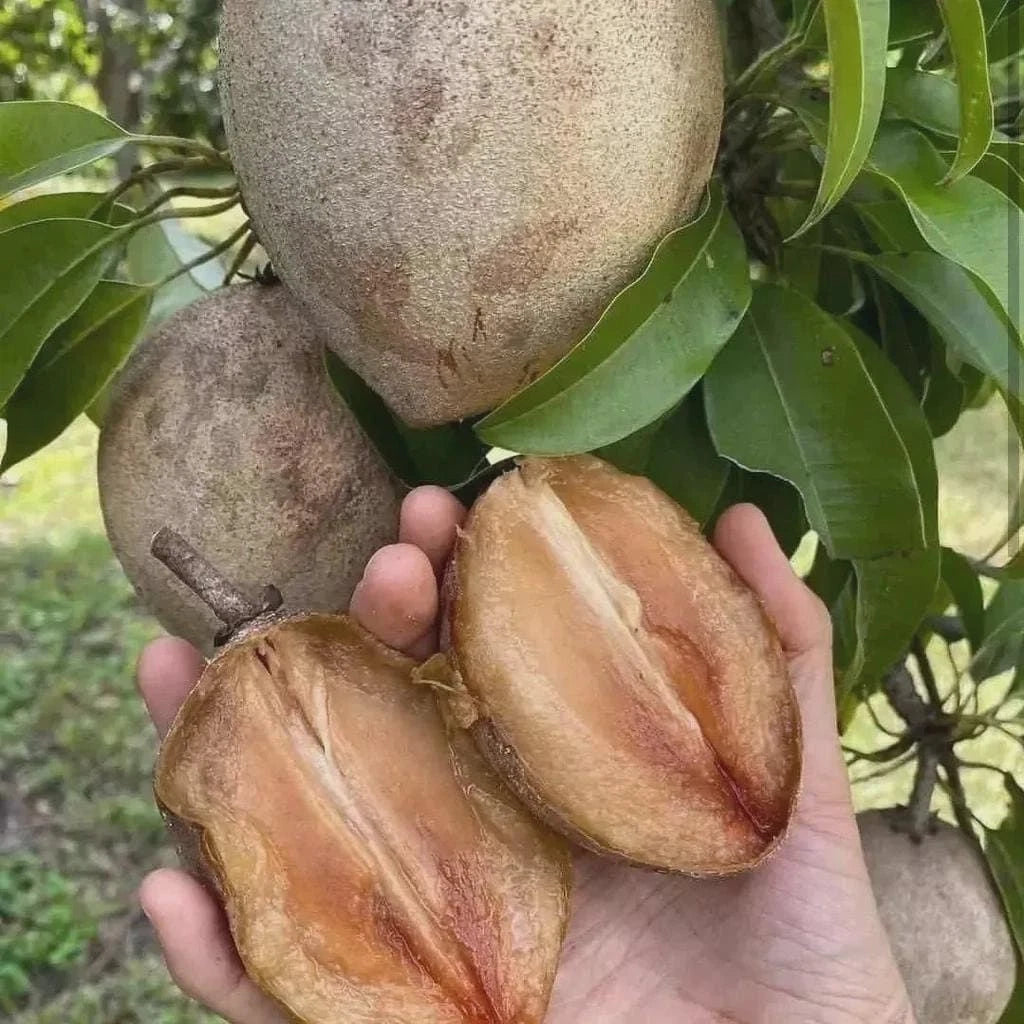Molix Sapodilla Seeds (Manilkara zapota) – 35+ Premium Large Sweet Chikoo Seeds