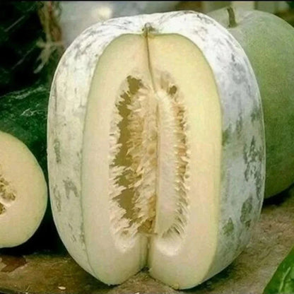 Fresh Winter Melon Seeds (Benincasa hispida) – 100++ Premium White Gourd / Wax Melon Seeds for Planting