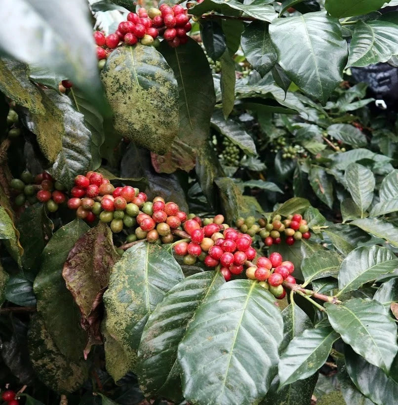 SL22 Coffee Seeds (Coffea arabica var. SL22) – Certified High-Yield Gourmet Coffee Bean Seeds for Planting (120 Pcs)