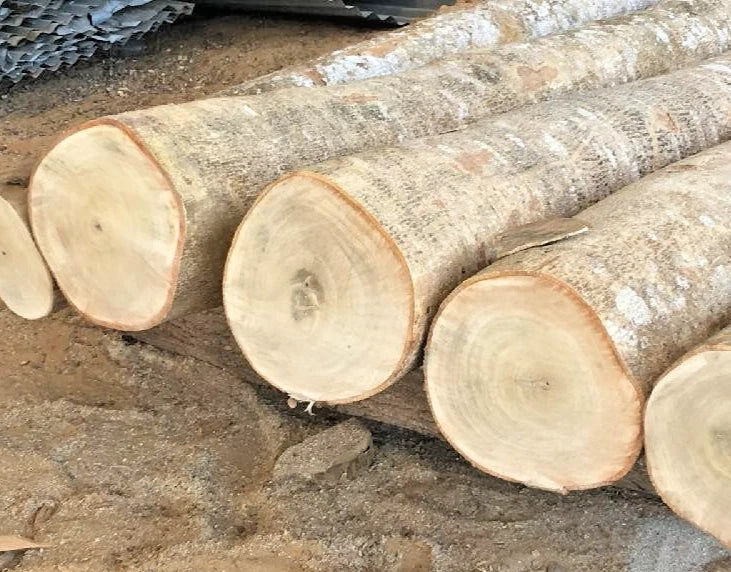 White Teak Gmelina 100+ Seeds (Gmelina arborea) – Fast-Growing Timber & Shade Tree Seeds for Planting and Cultivation