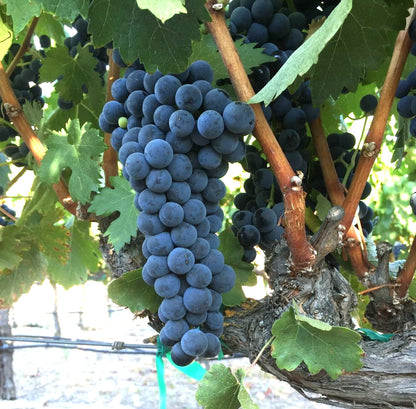 Tempranillo Grape (Vitis vinifera) – 100+ Premium Table & Wine Grape Seeds