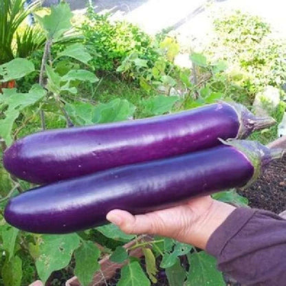 Exotic Purple Eggplant (Solanum melongena L.) – 1000+ Premium Long Aubergine Seeds