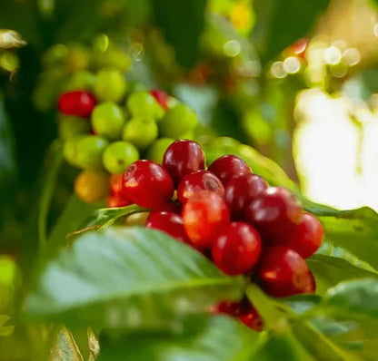 Bergendal Typica Sumatra Coffee Seeds (Coffea sp.) – 120 Premium Rare Heirloom Coffee Seeds