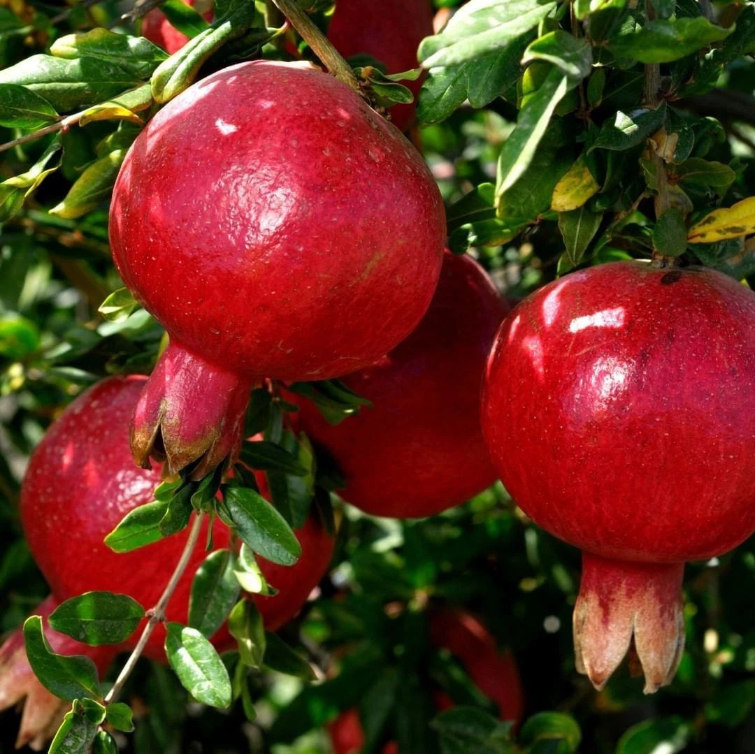 Wonderful Pomegranate Seeds (Punica granatum) – 100 Premium Red Grenadine Seeds