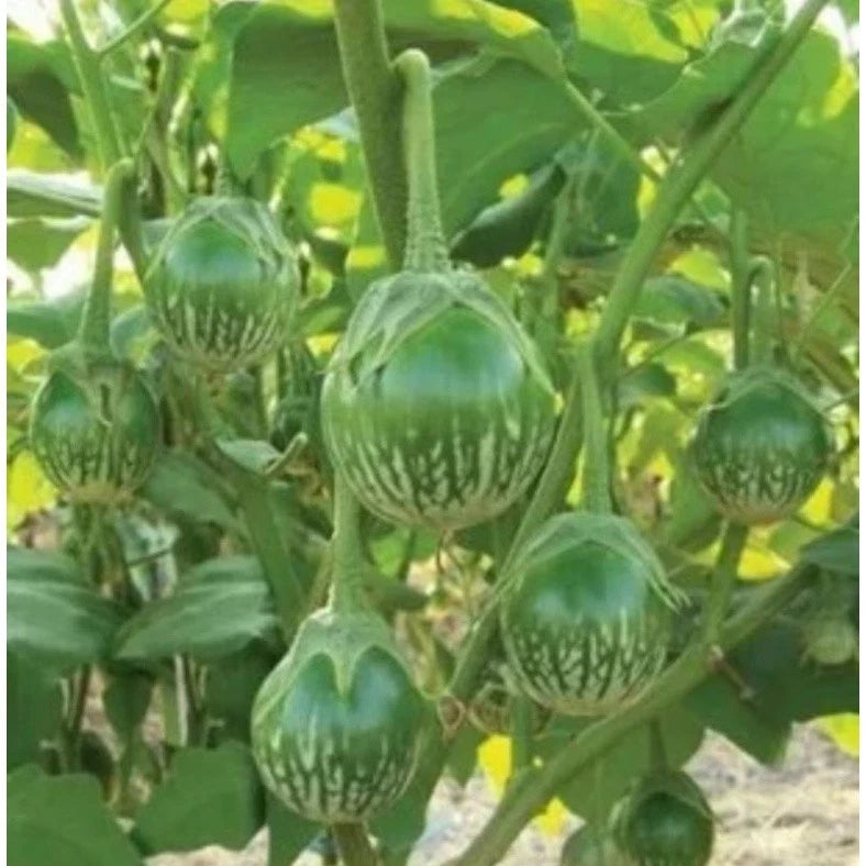 Round Green Thai Eggplant (Solanum melongena) – 1,000+ Premium Seeds