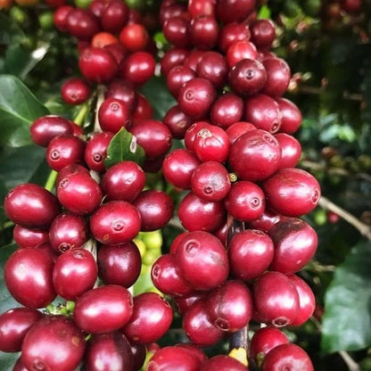 Limu Coffee Seeds (Coffea arabica var. Limu) – Premium Certified High-Yield Specialty Ethiopian Gourmet Coffee Bean Seeds for Planting (120 Pcs)