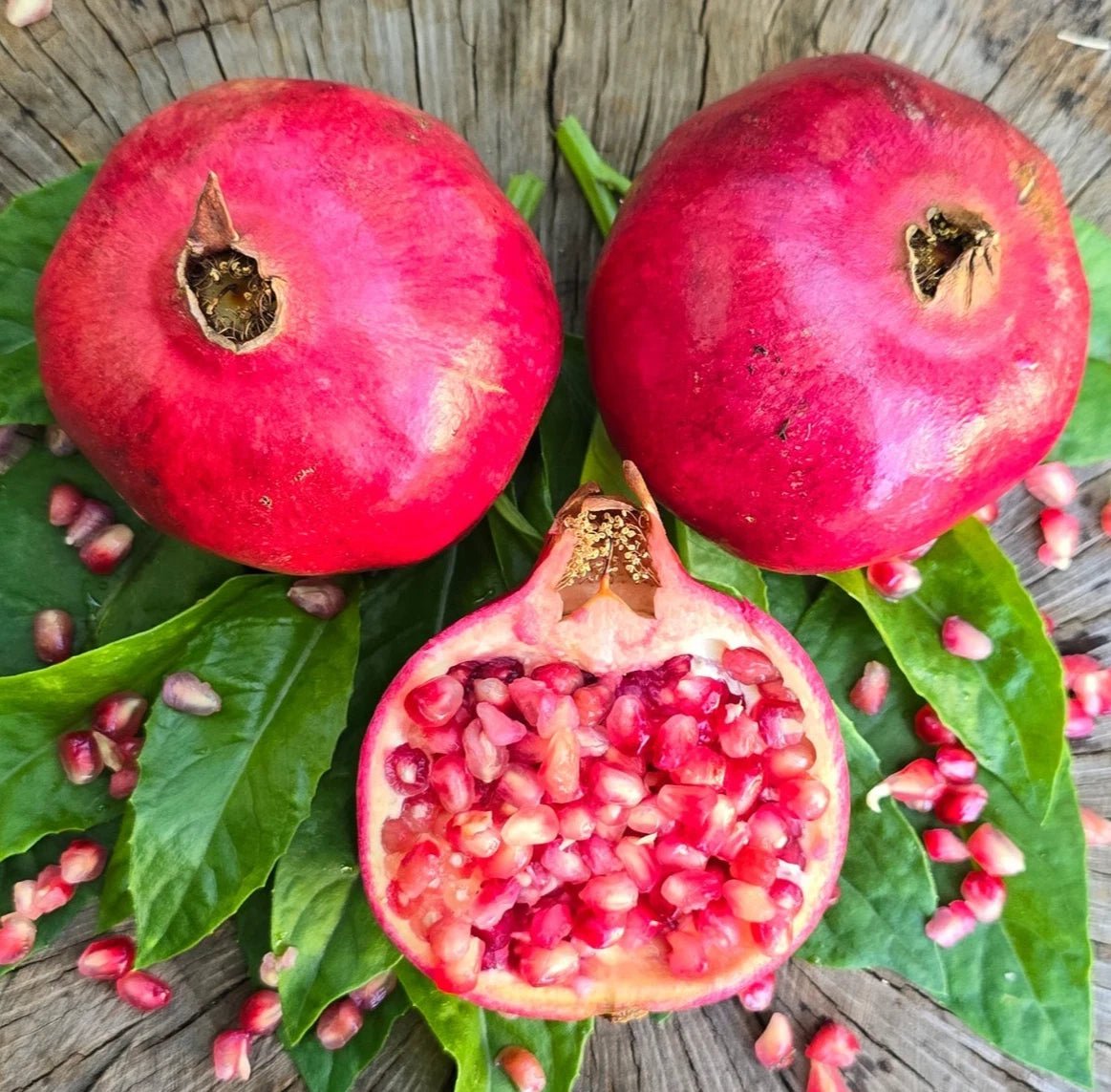 Premium Parfianka Pomegranate Seeds (Punica granatum 'Parfianka') – Fresh Rare Exotic Soft-Seeded Sweet-Tart Deep Red Grenadine Pomegranate Seeds for Planting