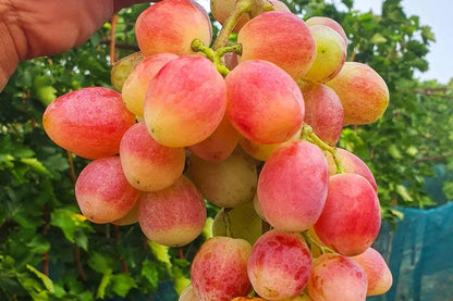 Basanti Grape Seeds (Vitis vinifera 'Basanti') – Premium Certified Golden Seedless Table Grape Fruit Vine Seeds for Planting