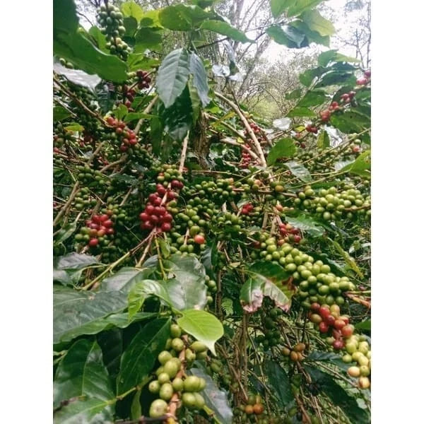 Arabica Coffee Seeds (Coffea arabica / 300+ Premium Highland Specialty Coffee Seeds) – Premium Gourmet Specialty Coffee Plant Seeds for Planting