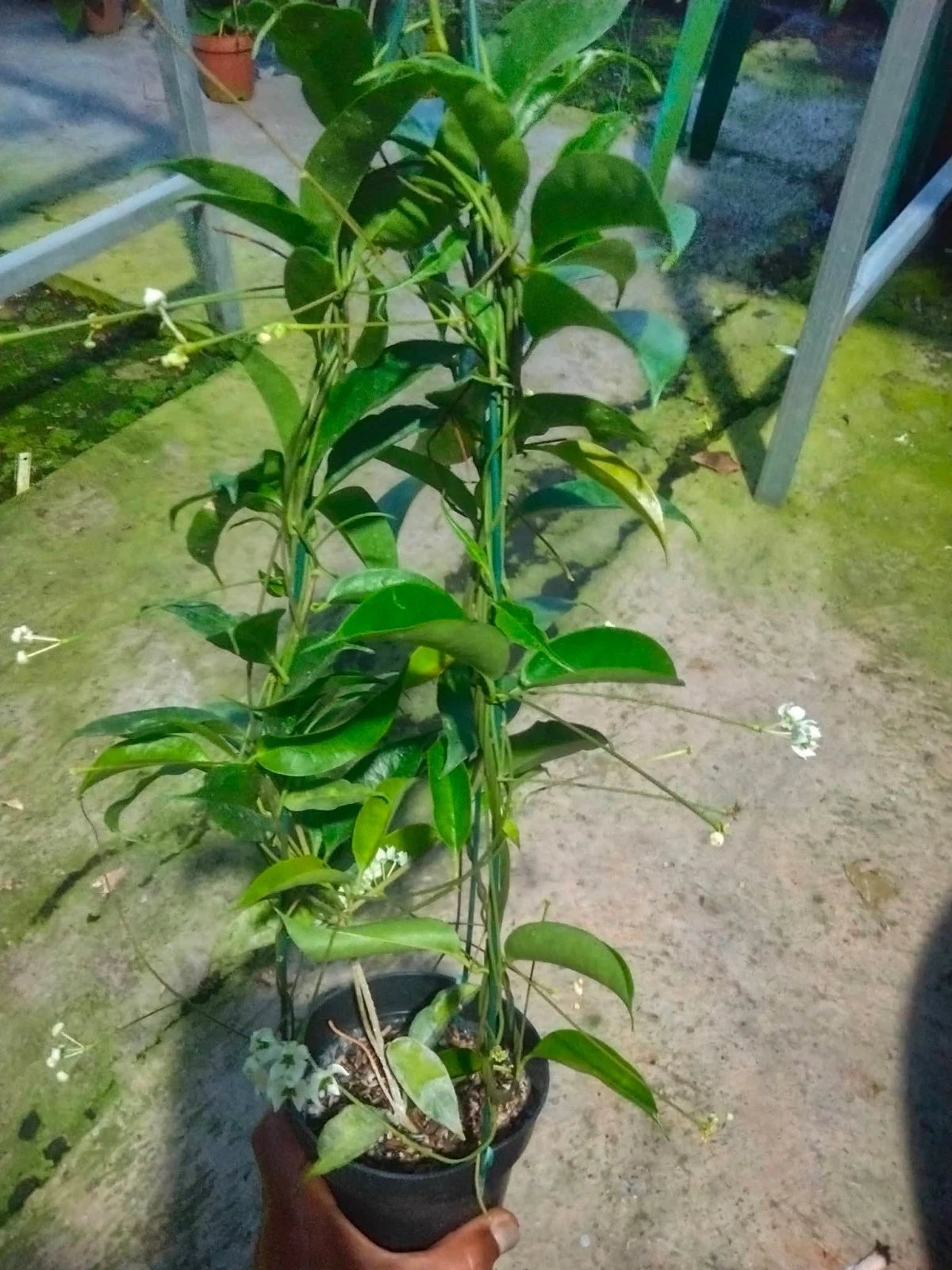 Hoya Chloroleuca - Elegant & Rare Tropical Wax Plant