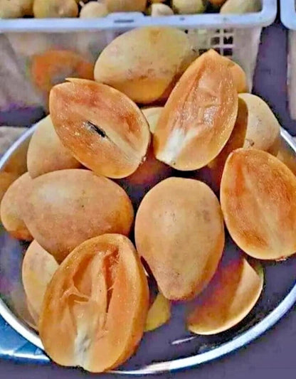 Premium Sapodilla Honey Seeds (Manilkara zapota var. Honey) – Sweet Chico Zapote Exotic Fruit Seeds for Planting (500+ Pcs)