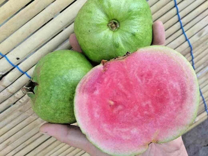 5,000+ Red Crystal Guava Seeds (Psidium guajava) | Sweet Red Flesh Fruit | Tropical Guava Tree