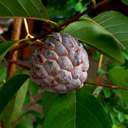 1,000+ Red Sugar Apple Seeds (Annona squamosa) | Rare Red Custard Apple | Tropical Fruit Tree