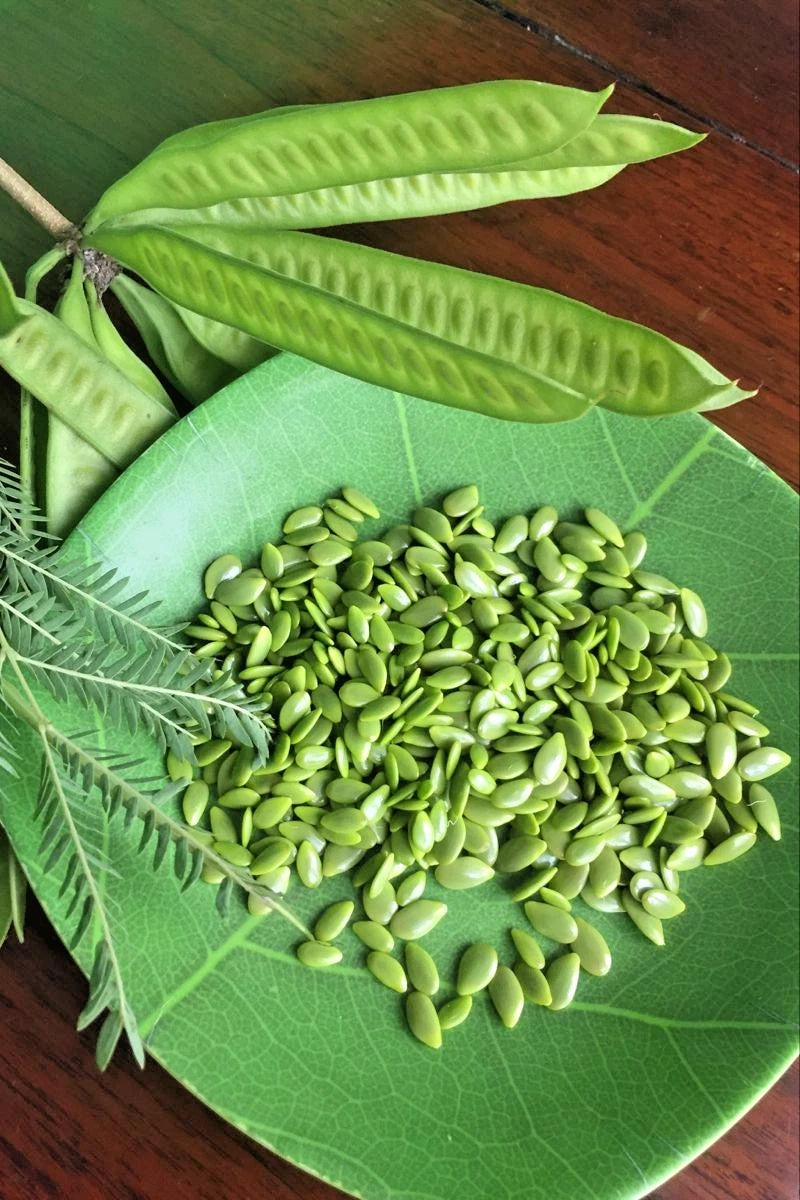 River Tamarind Ipil Ipil Seeds 2,000+ (Leucaena leucocephala) – Bulk Fast-Growing Leguminous Tree & Agroforestry Seeds for Planting