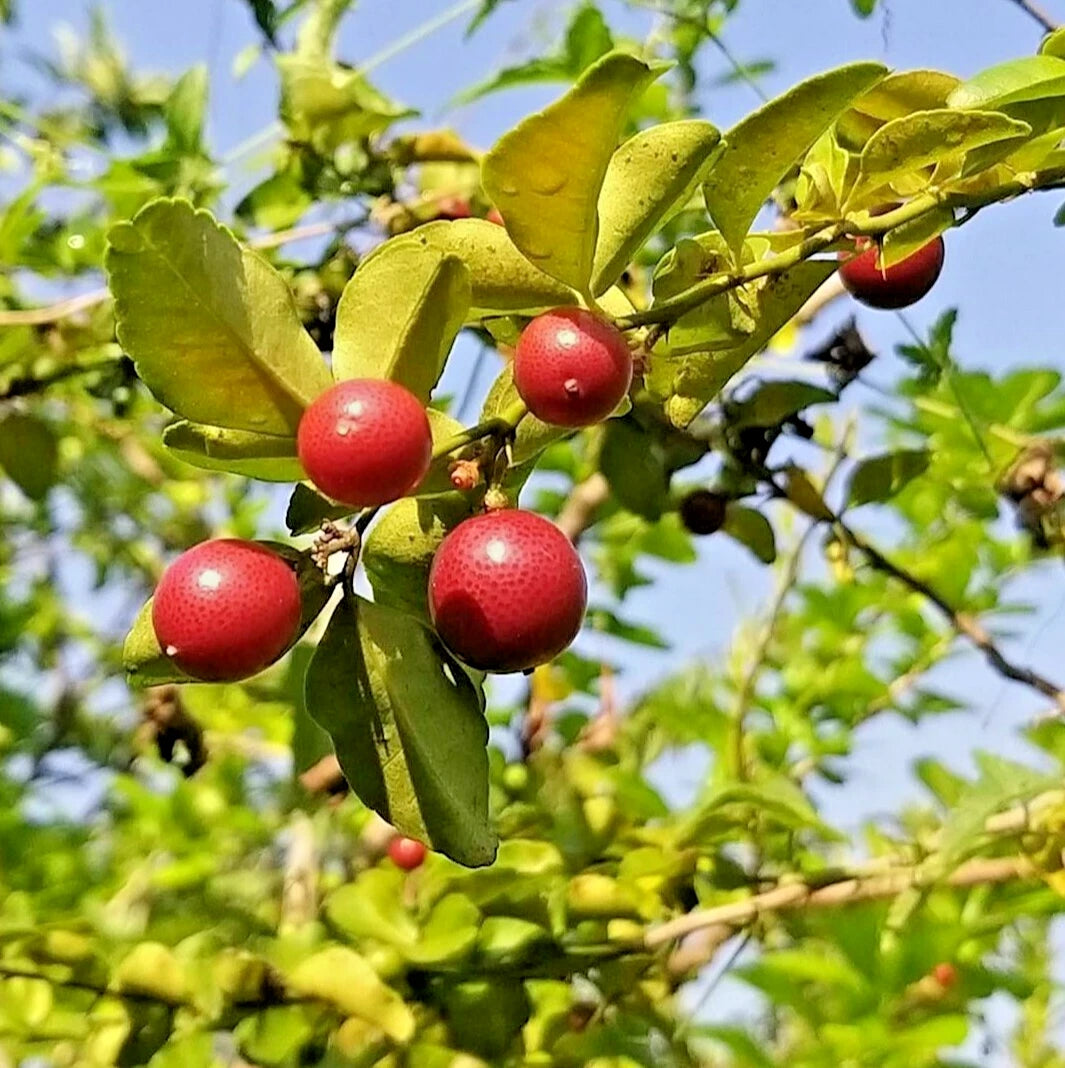 50+ Kingkit Bonsai Citrus Seeds (Triphasia trifolia) – Premium Limeberry & Miniature Ornamental Fruit Tree Seeds for Planting