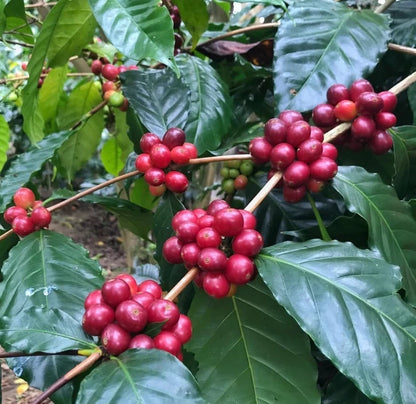 Sarchimor Coffee Seeds (Coffea arabica x canephora / 120+ Disease-Resistant Hybrid Coffee Bean Seeds) – Premium Exotic Botanical Specimen Plant Seeds for Planting