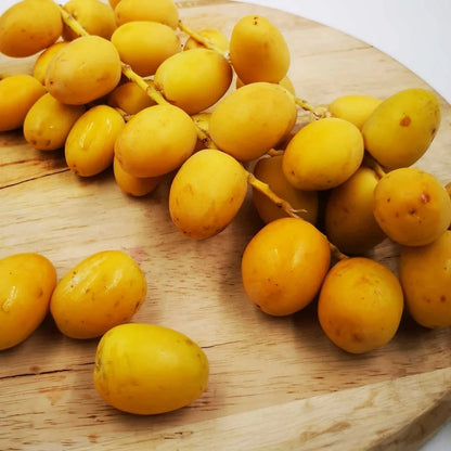 Barhi Yellow Date Palm (Phoenix dactylifera) – 35+ Premium Sweet Date Seeds