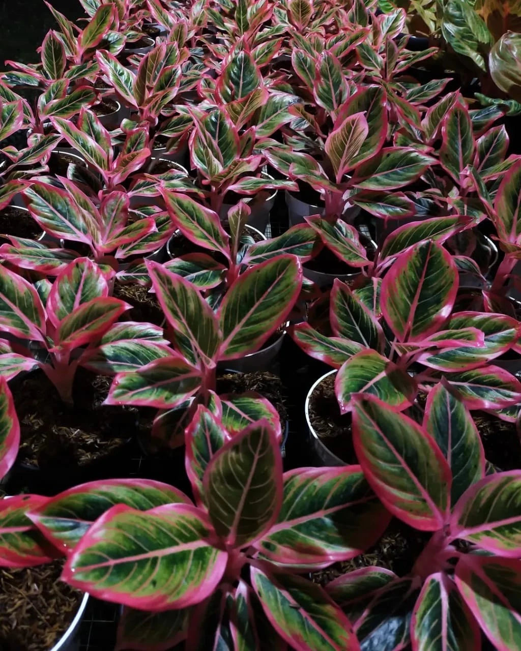 Aglaonema 'Lotus Delight' - Elegant & Harmonious Tropical Houseplant