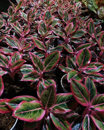 Aglaonema 'Lotus Delight' - Elegant & Harmonious Tropical Houseplant