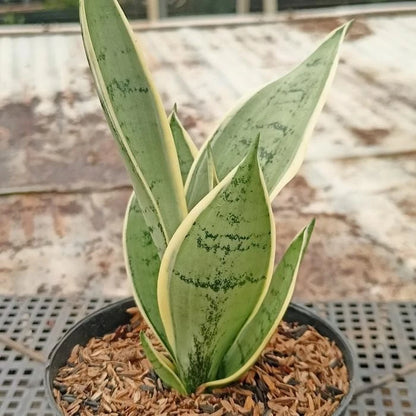 Sansevieria 'Silver Twisty' – Rare Tropical Snake Plant