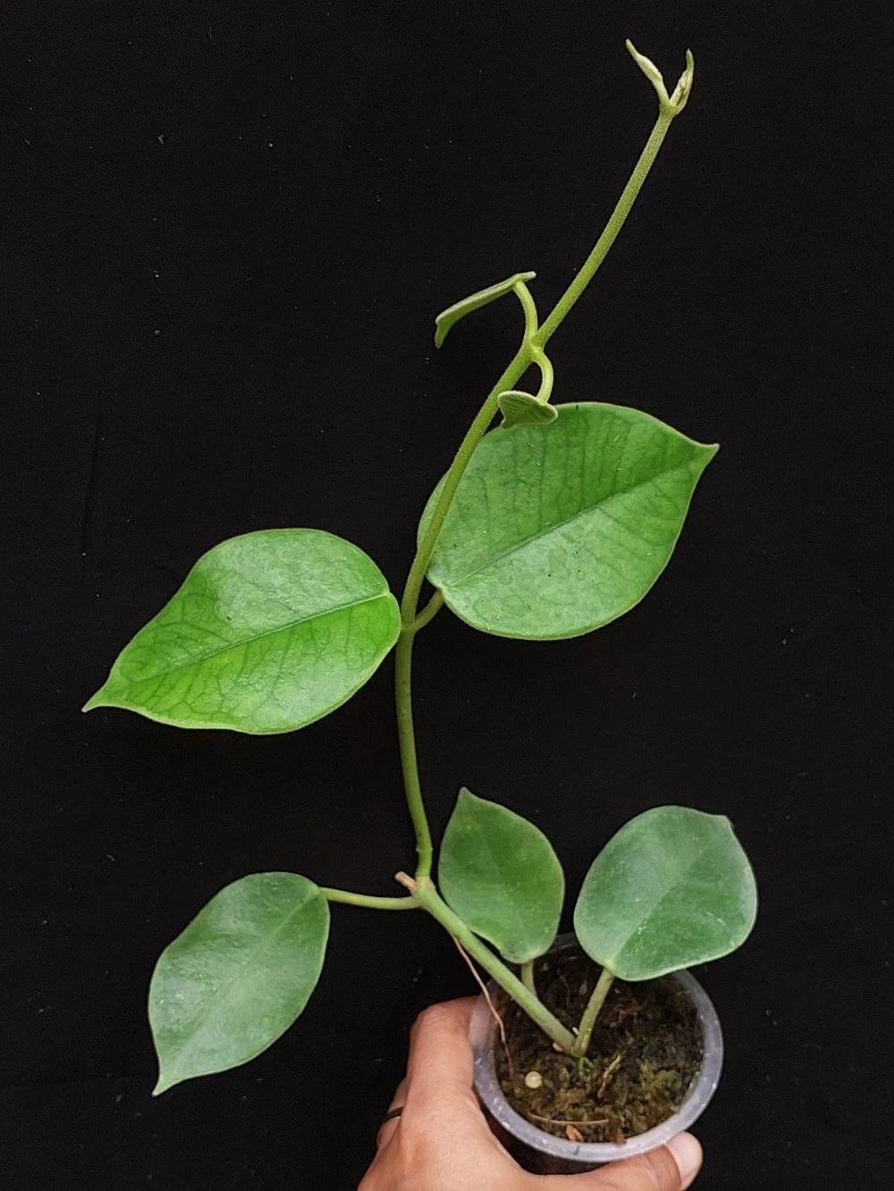 Hoya Gigas Rare Tropical Indoor Outdoor Wax Plant – Premium Rare Large-Leafed Wax Plant Climbing & Trailing Vine Specimen for Indoor & Outdoor Display