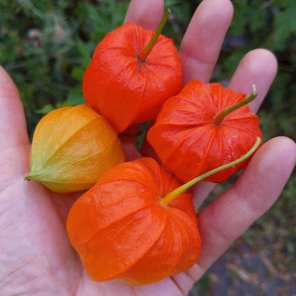 250+ 'Red Big' Physalis Seeds (Physalis peruviana) – Elite 'Red Golden Berry' / Ciplukan Botanical Specimen (Collectors Quality)