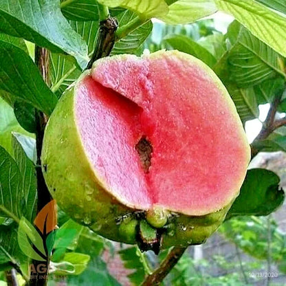 Red Getas Guava Seeds 250+ (Psidium guajava 'Red Getas') – Bulk Sweet Indonesian Tropical Fruit Tree & Orchard Crop Seeds for Planting