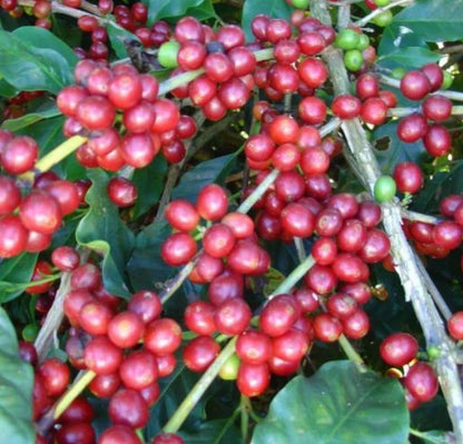 Villa Sarchi Coffee Seeds (Coffea arabica / 120+ Dwarf Bourbon Coffee Bean Seeds) – Premium Exotic Botanical Specimen Plant Seeds for Planting
