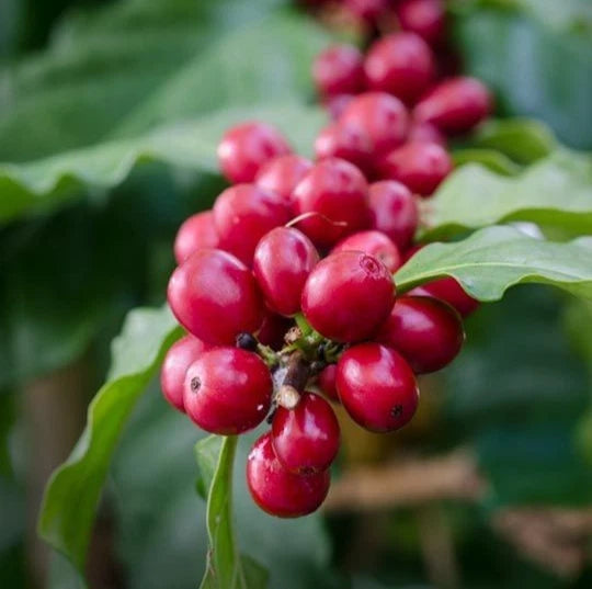 120+ Excelsa Coffee Seeds (Coffea sp.) – Certified Heirloom Excelsa Coffee Bean Seeds for Planting