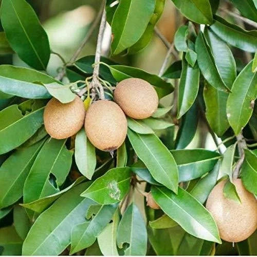 Pala Sapodilla Seeds (Manilkara zapota 'Pala') – 35 Premium Fresh Ultra-Sweet Chico Zapote Seeds