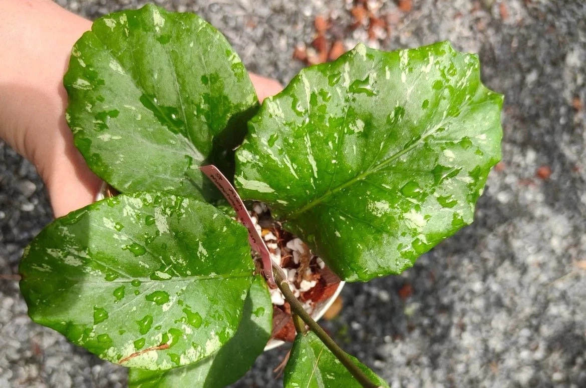 Rare Hoya sp. Aceh 'Manohara' Live Plant - Premium Exotic Tropical Fragrant Wax Plant
